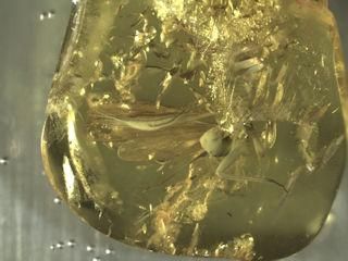 Baltischer Bernstein Plaecoptera