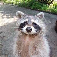 Waschbär schaut in die Kamera.