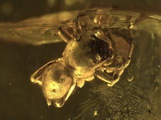 Baltischer Bernstein Aranea