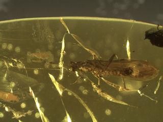 Baltischer Bernstein Plecoptera