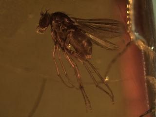 Baltischer Bernstein Dolichopodidae