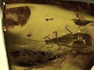 Baltischer Bernstein Plecoptera