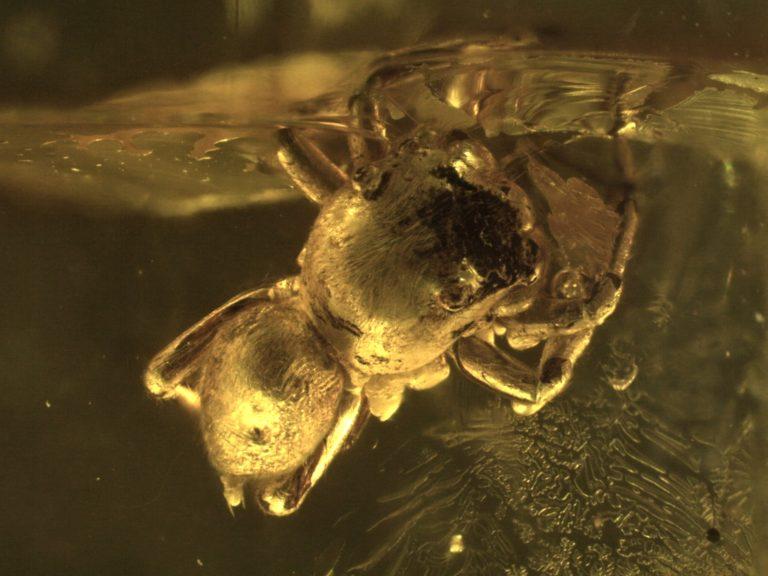 200 Jahre Senckenberg Gesellschaft für Naturforschung – wir gratulieren!