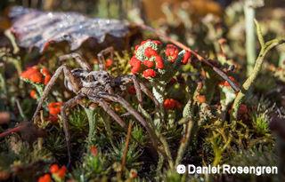 Spider and lichen. Lieberose, Brandenburg, Germany. © Daniel Rosengren