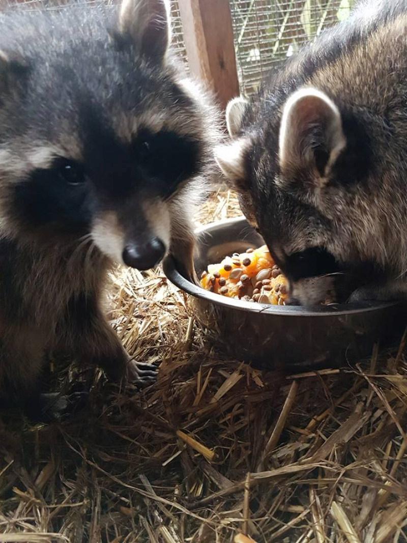 Waschbären die fressen.