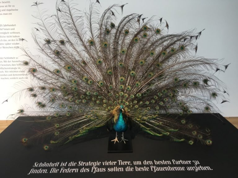 Schönheit macht Freude